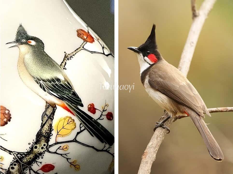whiskered bulbuls comparison from porcelain and photo